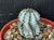 Euphorbia polygona 'snowflake'
