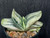 Gasteria 'fuji yuki'