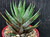 Haworthia attenuata 'slipped stripes' succulent plant Australia