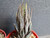 Haworthia attenuata 'slipped stripes' succulent plant Australia
