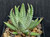 Haworthia attenuata verde
