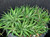 Haworthia chloracantha v denticulifera Haworthia chloracantha v denticulifera