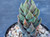 Haworthia coarctata f. chalwinii Haworthia coarctata f. chalwinii