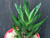 Haworthia coarctata f. greenii Haworthia coarctata f. greenii