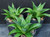 Haworthia cv war paint succulent plant Australia