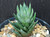 Haworthia glauca Haworthia glauca