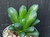 Haworthia 'five star' succulent plant Australia
