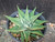 Haworthia limifolia v schuldtiana- washboard succulent plant Australia