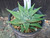 Haworthia limifolia v schuldtiana- washboard succulent plant Australia