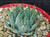 Haworthia minima