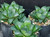Haworthia mirabilis ssp. mundula succulent plant Australia