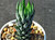 Haworthia reinwardtii var. brevicula Haworthia reinwardtii var. brevicula