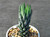 Haworthia reinwardtii var. brevicula Haworthia reinwardtii var. brevicula