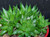 Haworthia turgida 'caespitosa' succulent plant Australia