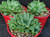 Haworthia turgida v pallidifolia