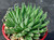 Haworthia cooperi v isabellae