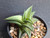 Haworthia- viscosa-var-nigra-succulent-plant-australia