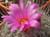 Thelocactus conothelos ssp. argenteus in flower Thelocactus conothelos ssp. argenteus in flower