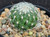Thelocactus conothelos ssp. aureiflora Thelocactus conothelos ssp. aureiflora