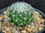 Thelocactus conothelos ssp. aureiflora Thelocactus conothelos ssp. aureiflora