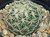Coryphantha retusa