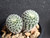 Frailea pygmaea v densispina australia