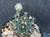Gymnocalycium mihanovichii Gymnocalycium mihanovichii