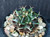 Gymnocalycium mihanovichii Gymnocalycium mihanovichii