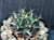 Gymnocalycium mihanovichii Gymnocalycium mihanovichii