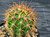 Echinopsis mamillosa v subulata