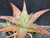 Aloe hybrid 'Pluto' succulent plant Australia