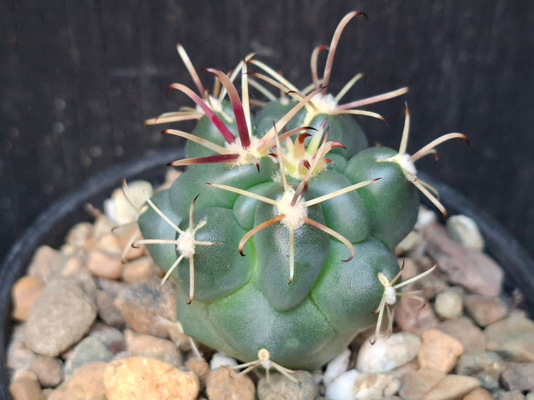 Glandulicactus uncinatus