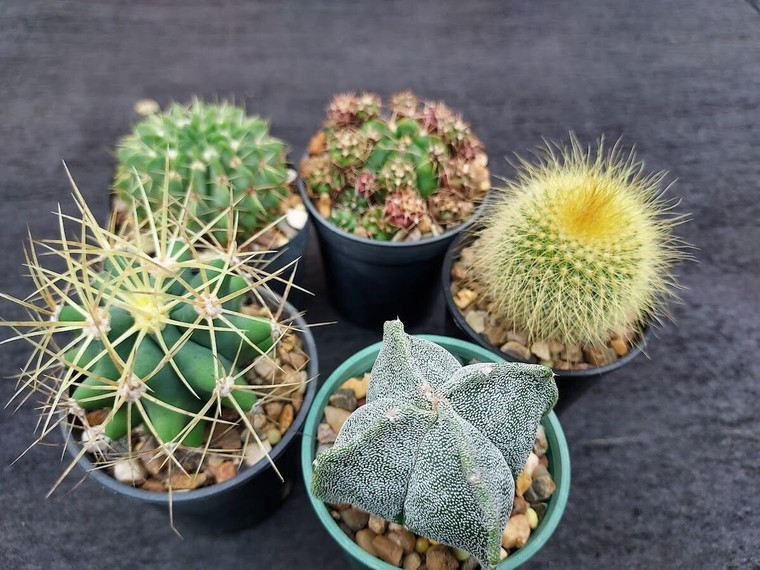 Pack of 5 assorted cacti plants