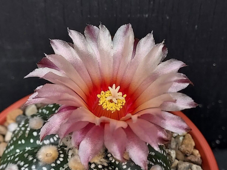 Astrophytum asterias pink flower