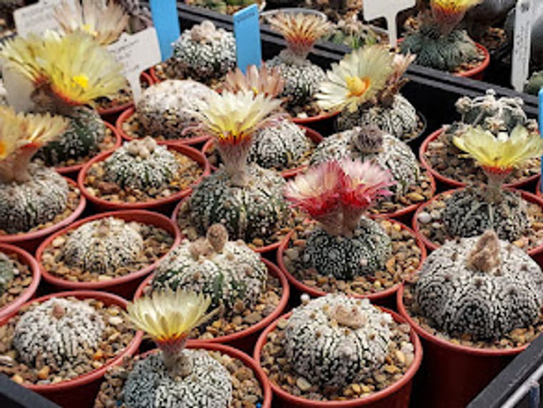 Astrophytum asterias cv. superkabuto- (10) cactus seeds