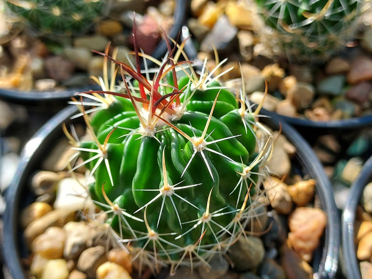Stenocactus lau 1377