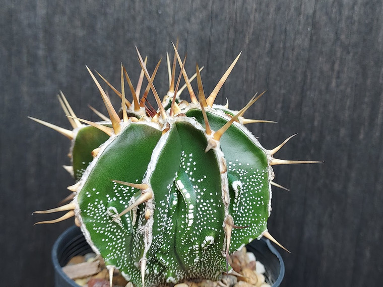 Astrophytum ornatum cv  fukuryu- AOF03