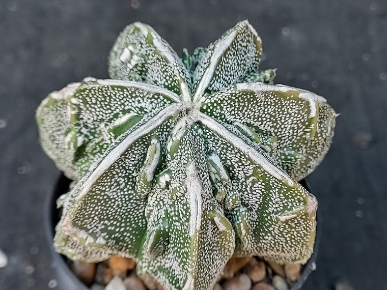 Astrophytum myriostigma cv fukuryu - #93