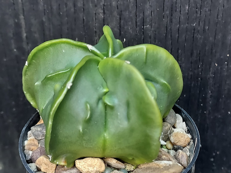 Astrophytum myriostigma cv fukuryu - #95