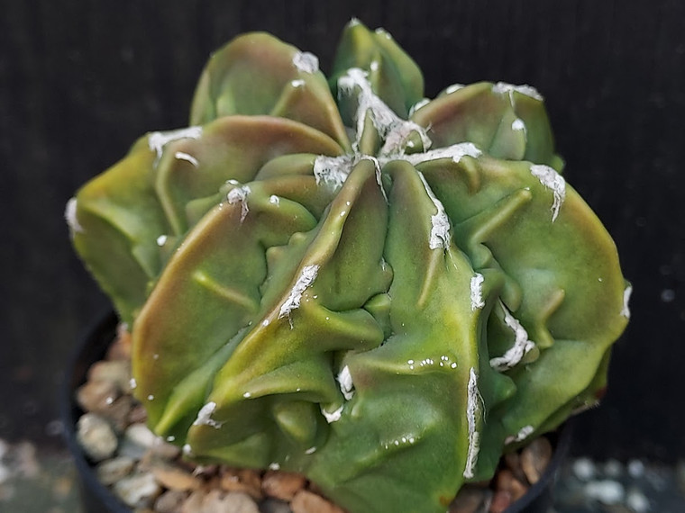 Astrophytum myriostigma cv fukuryu - #96