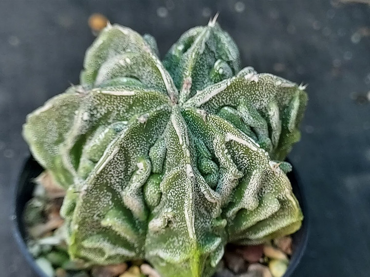Astrophytum myriostigma cv fukuryu - #97