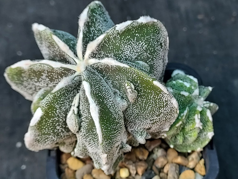 Astrophytum myriostigma cv fukuryu - #98