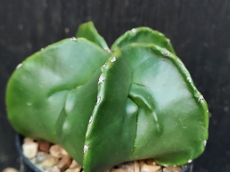 Astrophytum myriostigma cv fukuryu - #99