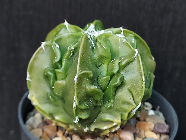 Astrophytum myriostigma cv fukuryu - #101