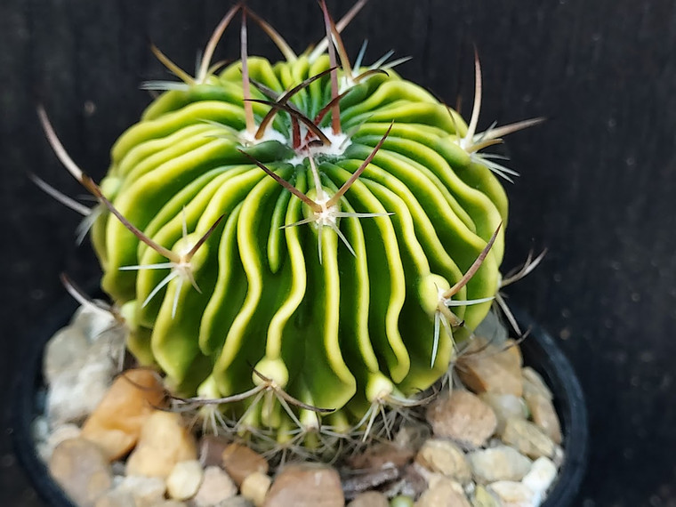 Stenocactus crispatus variegated #STE11