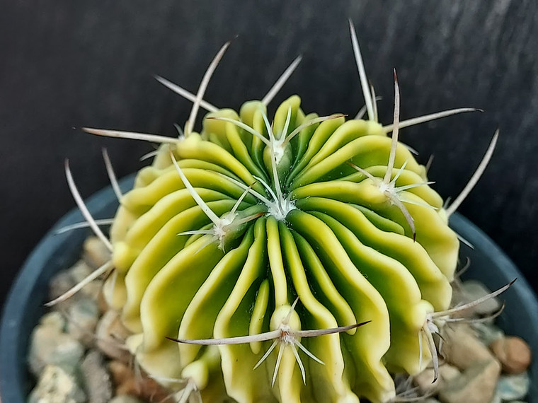 Stenocactus crispatus variegated #STE12