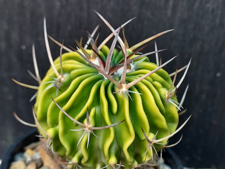 Stenocactus crispatus variegated #STE14