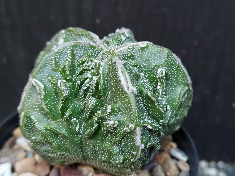Astrophytum myriostigma cv fukuryu - #102