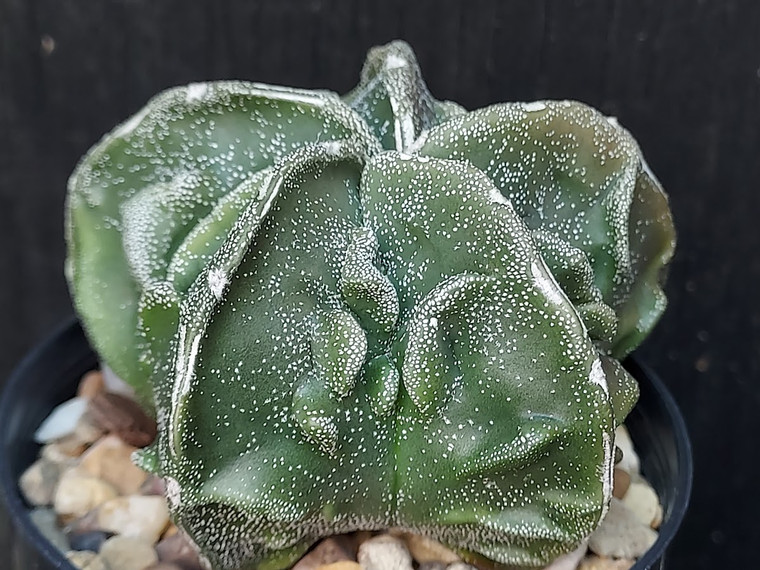 Astrophytum myriostigma cv fukuryu - #104