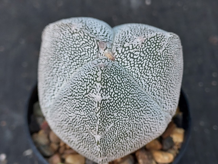 Astrophytum myriostigma cv  onzuka tricostatum #TRIC01